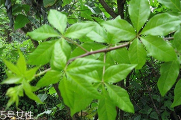 刺五加對肝病有好處嗎？