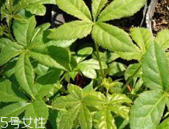刺五加什么季節(jié)吃好？刺五加春天吃好