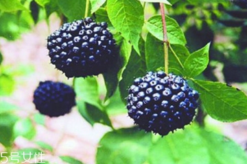刺五加是發(fā)物嗎？刺五加不是發(fā)物