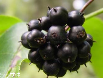 刺五加是發(fā)物嗎？刺五加不是發(fā)物