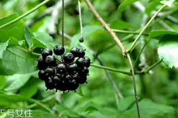 刺五加怎么吃？刺五加有什么用？
