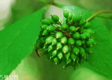 刺五加能不能做餃子餡？刺五加怎么做餃子餡？