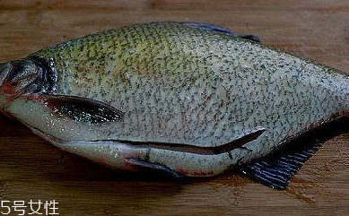 鳊魚(yú)的選購(gòu)技法 怎么挑選好的鳊魚(yú)