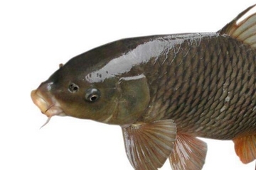 鯽魚(yú)能和胡蘿卜一起吃嗎 這個(gè)是可以的
