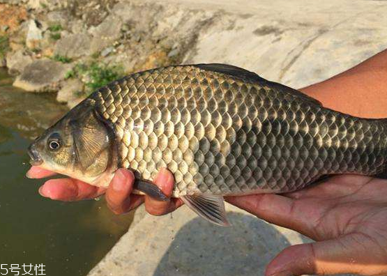 鯽魚(yú)能和胡蘿卜一起吃嗎 這個(gè)是可以的