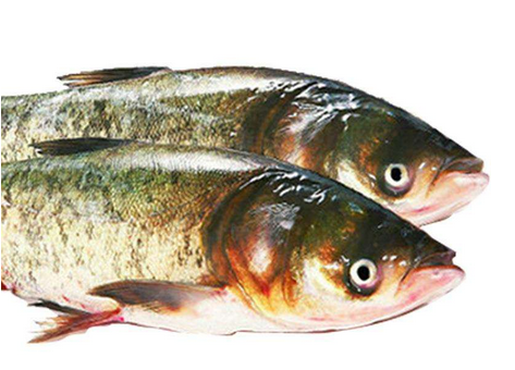 胖頭魚晚上可以釣嗎 這兩個(gè)時(shí)間段最好