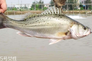 鱸魚(yú)可以做酸菜魚(yú)嗎 鱸魚(yú)也是可以的