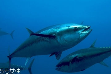 金槍魚(yú)是什么味道 被稱(chēng)為海雞肉