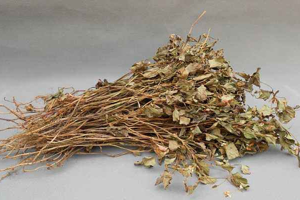 折耳根可以泡腳嗎？新鮮還是干的折耳根用量需適宜