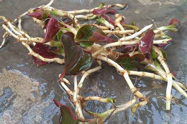 野生折耳根哪里能挖到？一次食用需控制在這個量