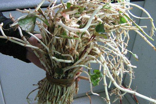 折耳根可以治療胃炎嗎？這個(gè)季節(jié)挖折耳根最嫩最討喜