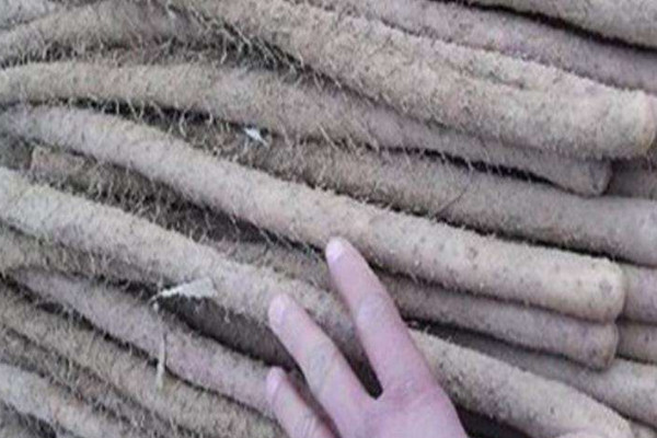 雞皮糙山藥是脆的還是面的？買山藥不僅看表面還得看須毛