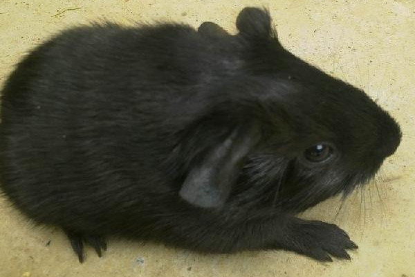 黑豚是什么動物？國家允許養(yǎng)殖的野生動物