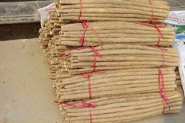 麻山藥長(zhǎng)芽還能吃嗎？麻山藥和鐵棍山藥的區(qū)別