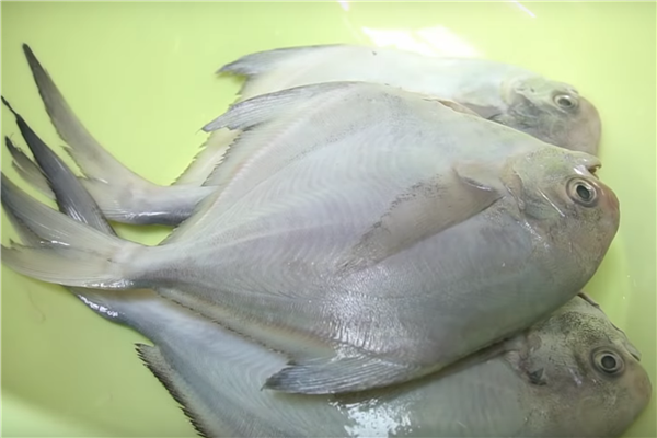 白鯧魚(yú)怎么做好吃 酸甜可口番茄燜白鯧的做法