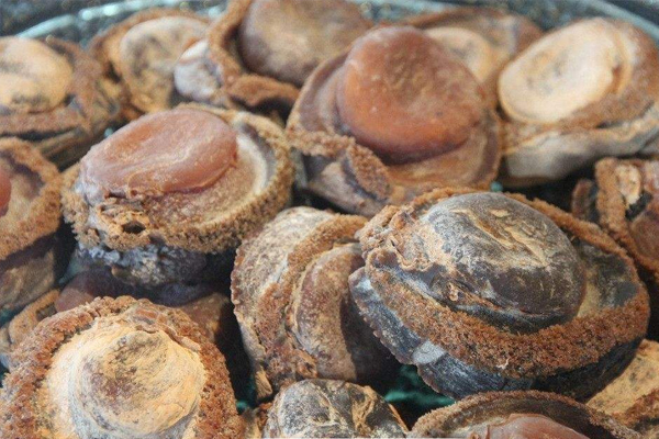 干鮑魚(yú)背部有劃痕正常嗎 假鮑魚(yú)無(wú)疑