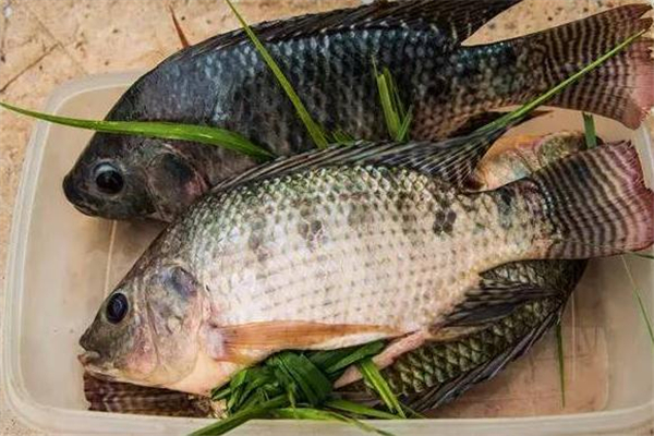 羅非魚(yú)多少錢一斤 和地區(qū)有關(guān)