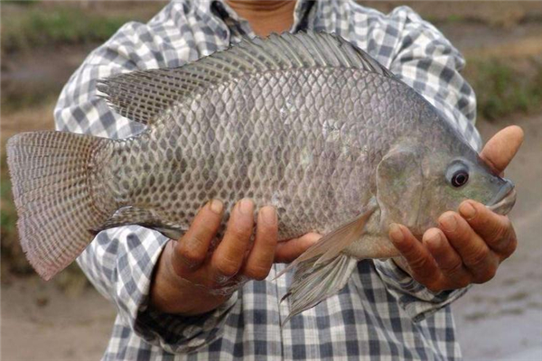 羅非魚(yú)