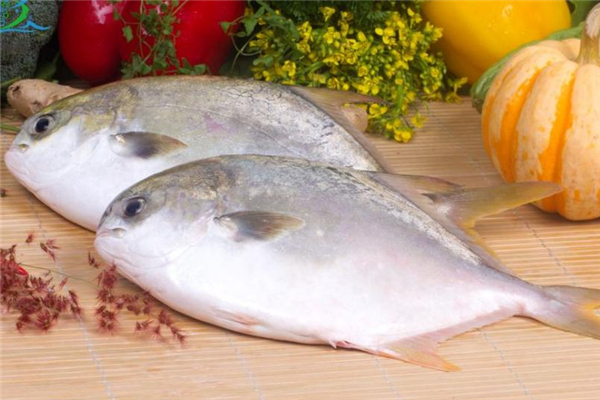 金鯧魚(yú)多少錢(qián)一斤 金鯧魚(yú)市場(chǎng)價(jià)格