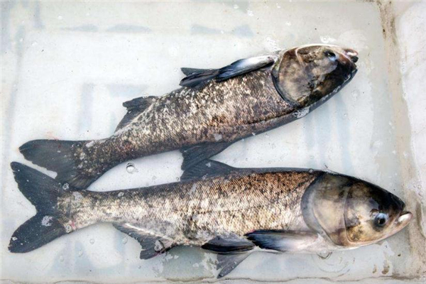 鳙魚和鰱魚的區(qū)別 肉質不相同