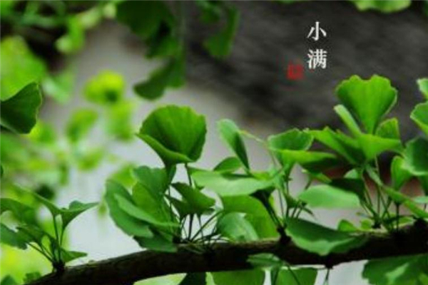 小滿(mǎn)節(jié)氣怎么發(fā)朋友圈 2019小滿(mǎn)祝福語(yǔ)大全