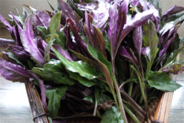 紅鳳菜多少錢(qián)一斤 2019紅鳳菜價(jià)格