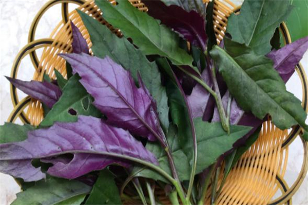 紅鳳菜多少錢(qián)一斤 2019紅鳳菜價(jià)格