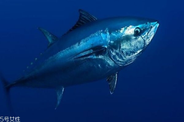 金槍魚怎么做好吃呢 金槍魚有什么營養(yǎng)價(jià)值呢