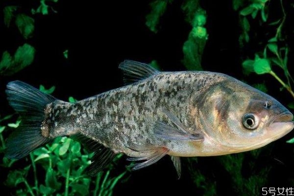 鳙魚有什么營養(yǎng)價(jià)值呢 鳙魚怎么做好吃呢