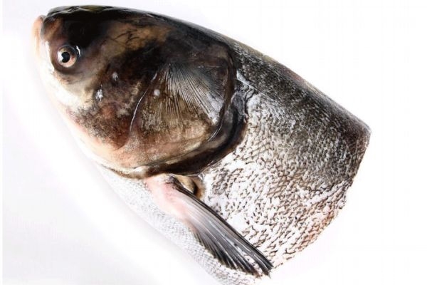鳙魚有什么營養(yǎng)價(jià)值呢 鳙魚怎么做好吃呢