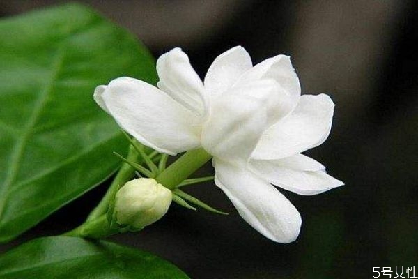 茉莉花的花語是什么呢 茉莉花生長(zhǎng)在什么環(huán)境里呢
