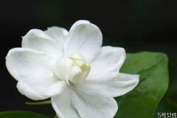 茉莉花的花語是什么呢 茉莉花生長(zhǎng)在什么環(huán)境里呢