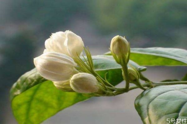 茉莉花的花語是什么呢 茉莉花生長(zhǎng)在什么環(huán)境里呢