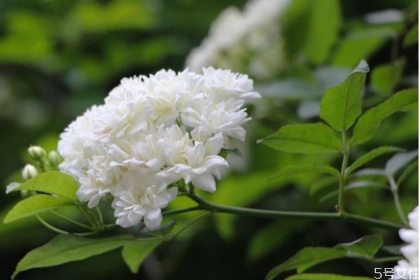 七里香的花語(yǔ)是什么呢 七里香的種植要注意什么呢