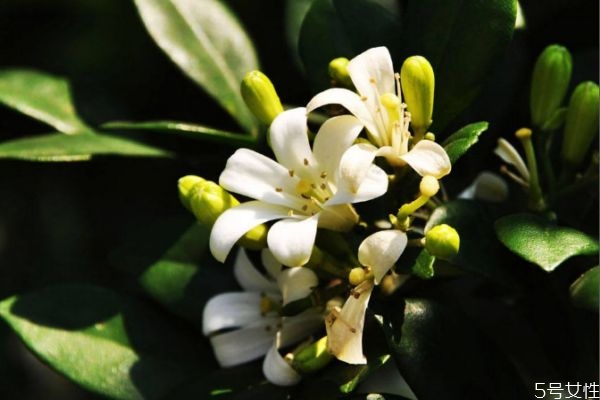 七里香的花語(yǔ)是什么呢 七里香的種植要注意什么呢
