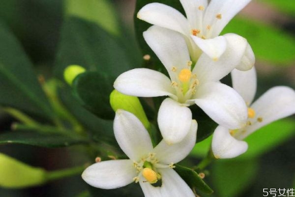 七里香的花語(yǔ)是什么呢 七里香的種植要注意什么呢