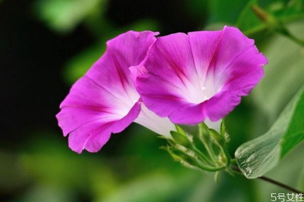 牽?；ǖ幕ㄕZ(yǔ)是什么呢 牽牛花的種植要注意什么呢