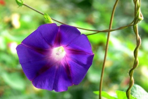 牽?；ǖ幕ㄕZ(yǔ)是什么呢 牽?；ǖ姆N植要注意什么呢