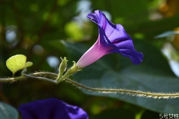 牽?；ǖ幕ㄕZ(yǔ)是什么呢 牽牛花的種植要注意什么呢