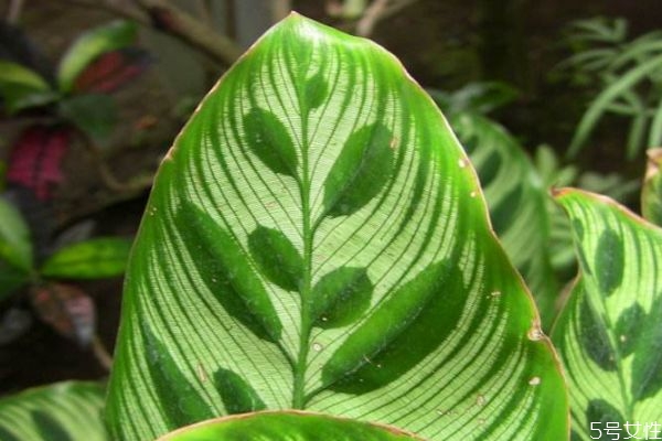 孔雀竹芋的花語是什么呢 孔雀竹芋應該怎么種植呢