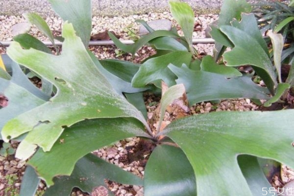 鹿角蕨的種類(lèi)有什么呢 鹿角蕨應(yīng)該怎么種植呢