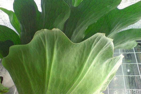 鹿角蕨的種類(lèi)有什么呢 鹿角蕨應(yīng)該怎么種植呢