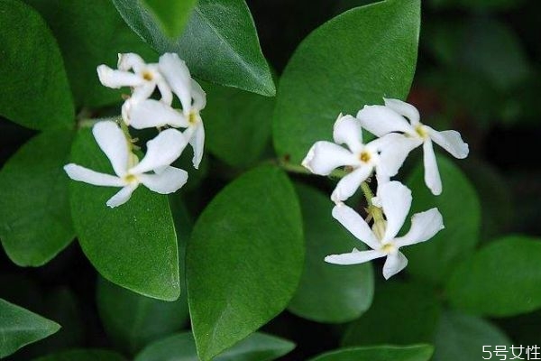 絡石花是一種什么植物呢 絡石花的生長環(huán)境是怎么樣呢