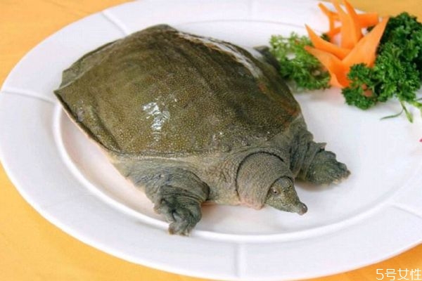 甲魚(yú)是魚(yú)嗎 甲魚(yú)有什么營(yíng)養(yǎng)價(jià)值呢