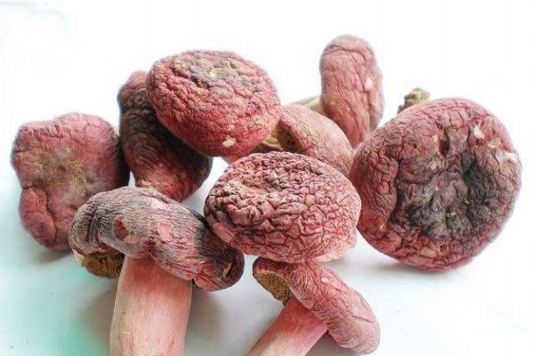 什么是松乳菇呢 松乳菇有什么營養(yǎng)價(jià)值呢