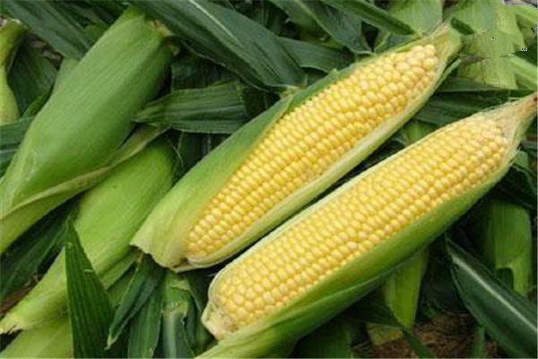 吃玉米的最佳時間 玉米?？梢灾竺鏃l嗎