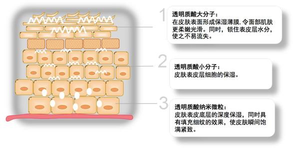 透明質(zhì)酸是什么 透明質(zhì)酸的護膚作用 