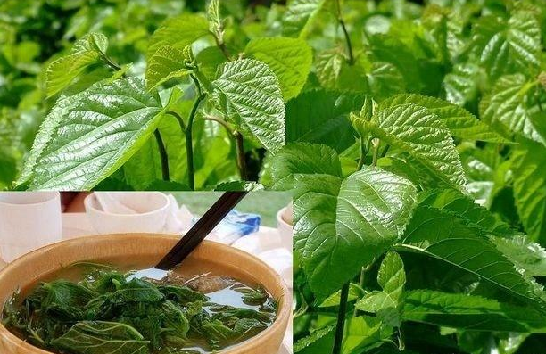 喝桑葉茶能減肥嗎?有什么副作用？