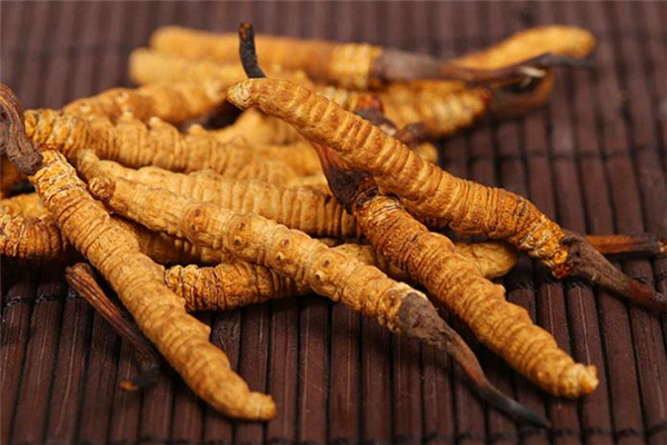 蟲(chóng)草怎么吃最有效 蟲(chóng)草可以提高免疫力嗎