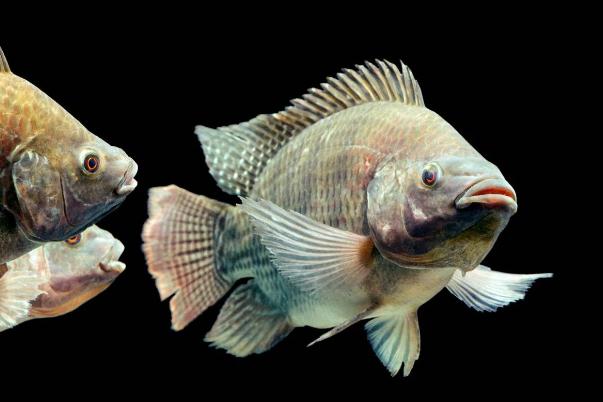 吃羅非魚(yú)對(duì)生育有影響嗎 吃羅非魚(yú)對(duì)腎不好